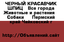 ЧЕРНЫЙ КРАСАВЧИК ШПИЦ - Все города Животные и растения » Собаки   . Пермский край,Чайковский г.